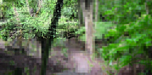 Maori Pipi Walk - Leroys Bush
